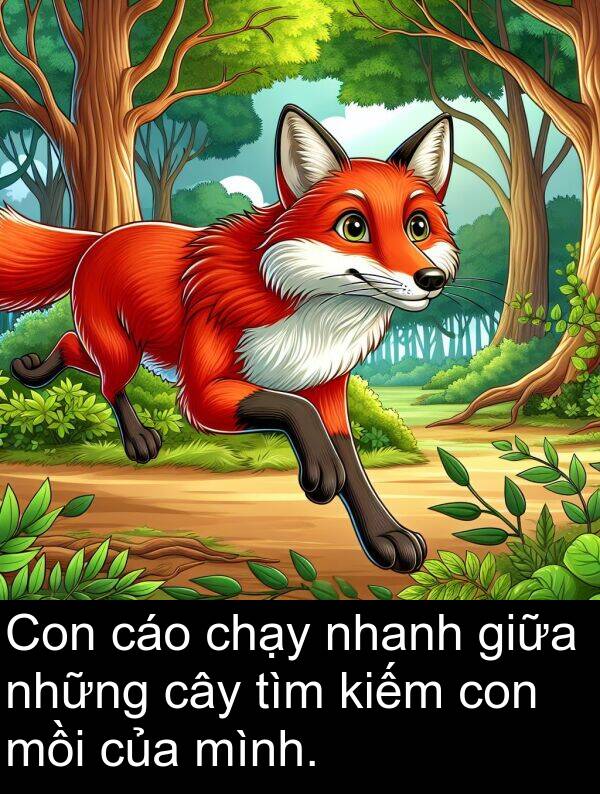 mồi: Con cáo chạy nhanh giữa những cây tìm kiếm con mồi của mình.