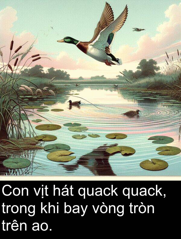 vịt: Con vịt hát quack quack, trong khi bay vòng tròn trên ao.