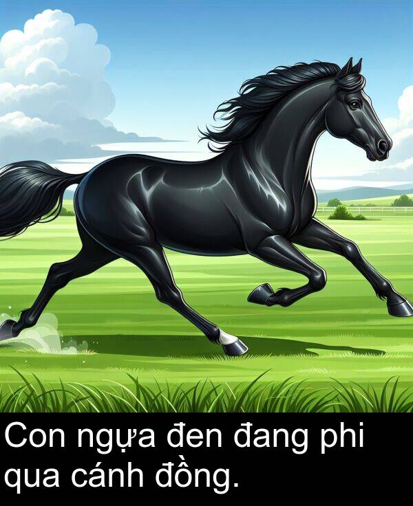 đen: Con ngựa đen đang phi qua cánh đồng.