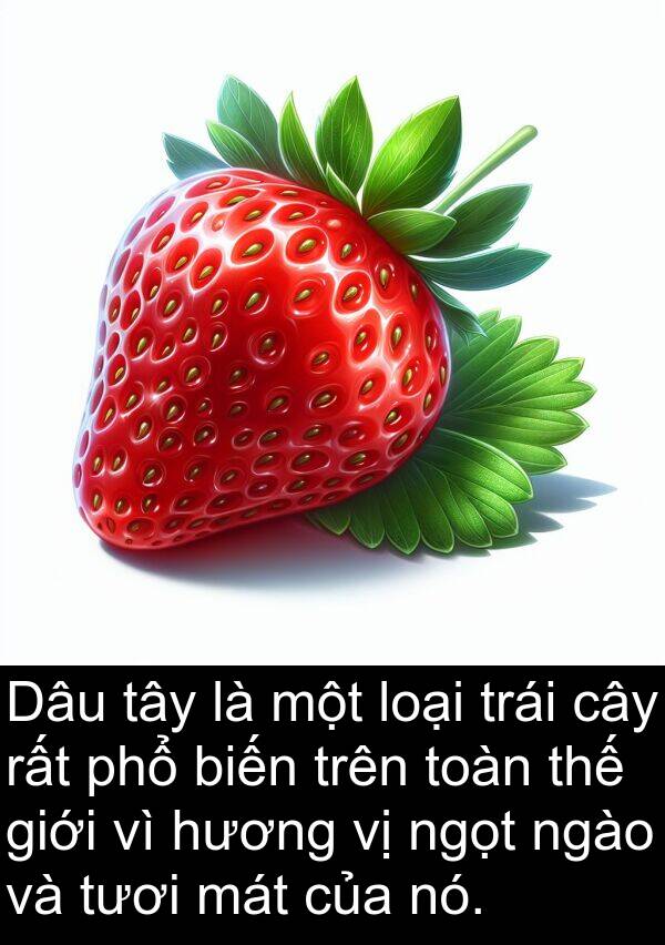 ngào: Dâu tây là một loại trái cây rất phổ biến trên toàn thế giới vì hương vị ngọt ngào và tươi mát của nó.