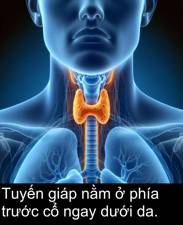 giáp: Tuyến giáp nằm ở phía trước cổ ngay dưới da.