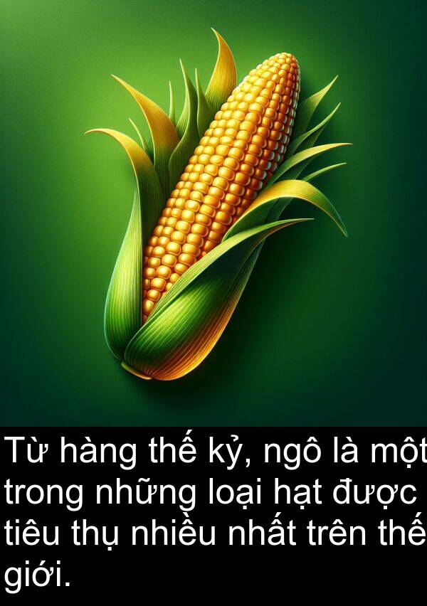 hạt: Từ hàng thế kỷ, ngô là một trong những loại hạt được tiêu thụ nhiều nhất trên thế giới.