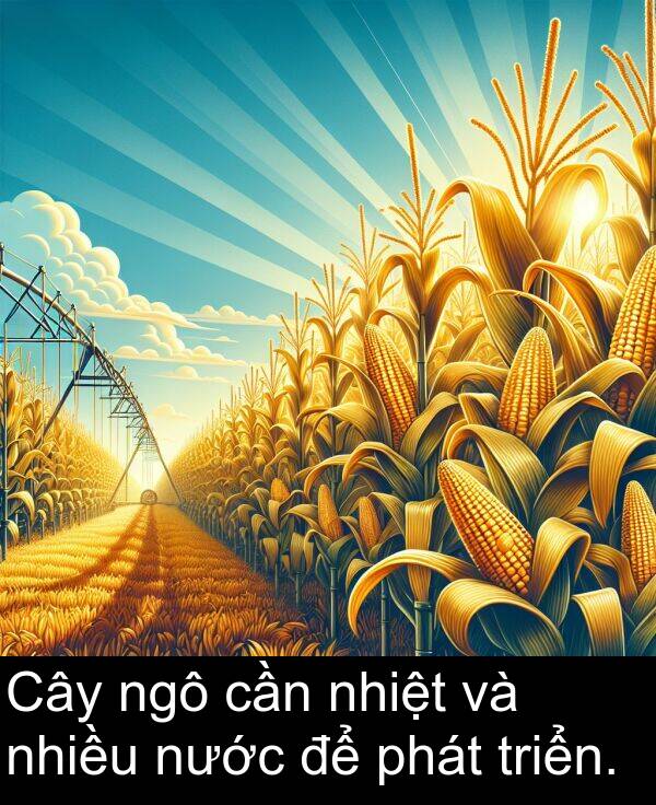 nhiều: Cây ngô cần nhiệt và nhiều nước để phát triển.