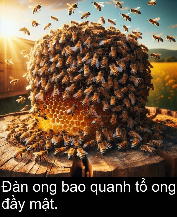 mật: Đàn ong bao quanh tổ ong đầy mật.