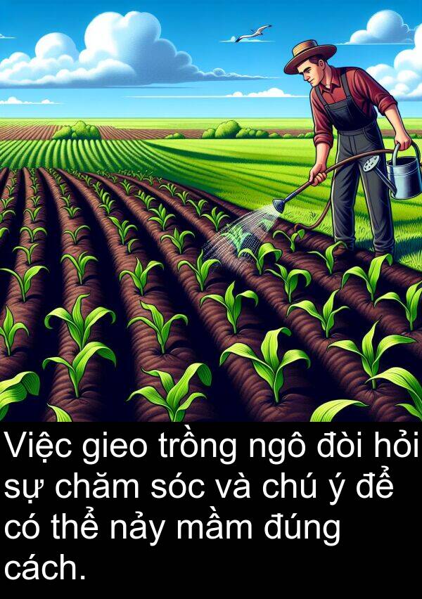 đúng: Việc gieo trồng ngô đòi hỏi sự chăm sóc và chú ý để có thể nảy mầm đúng cách.