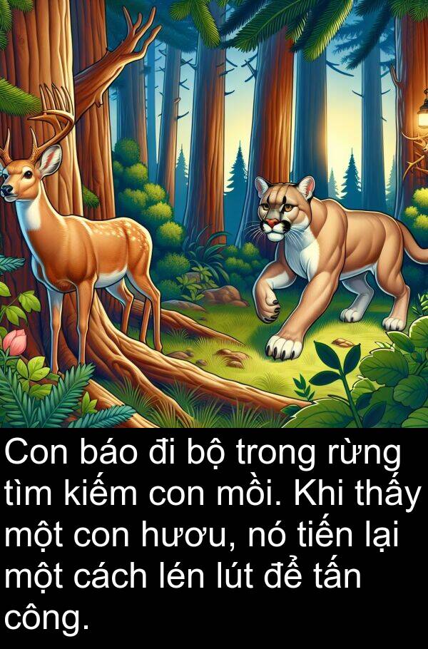 mồi: Con báo đi bộ trong rừng tìm kiếm con mồi. Khi thấy một con hươu, nó tiến lại một cách lén lút để tấn công.