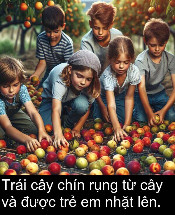 chín: Trái cây chín rụng từ cây và được trẻ em nhặt lên.
