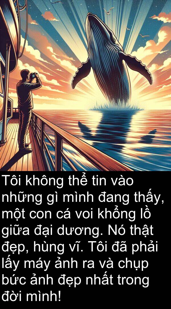 vĩ: Tôi không thể tin vào những gì mình đang thấy, một con cá voi khổng lồ giữa đại dương. Nó thật đẹp, hùng vĩ. Tôi đã phải lấy máy ảnh ra và chụp bức ảnh đẹp nhất trong đời mình!
