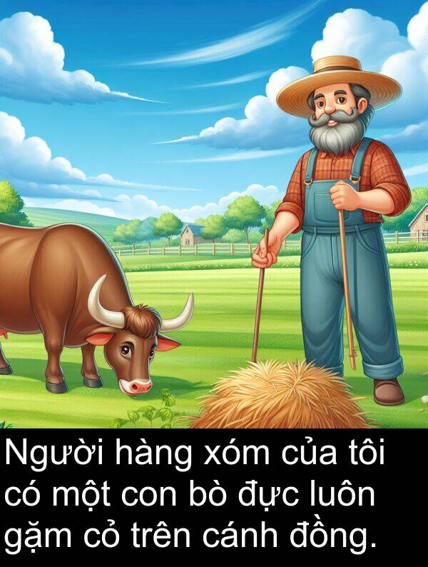 đực: Người hàng xóm của tôi có một con bò đực luôn gặm cỏ trên cánh đồng.