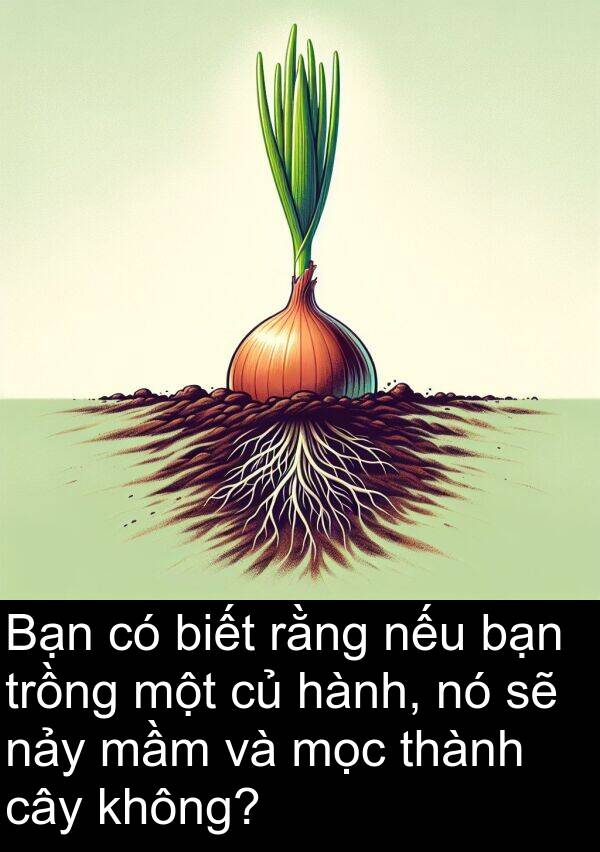mọc: Bạn có biết rằng nếu bạn trồng một củ hành, nó sẽ nảy mầm và mọc thành cây không?