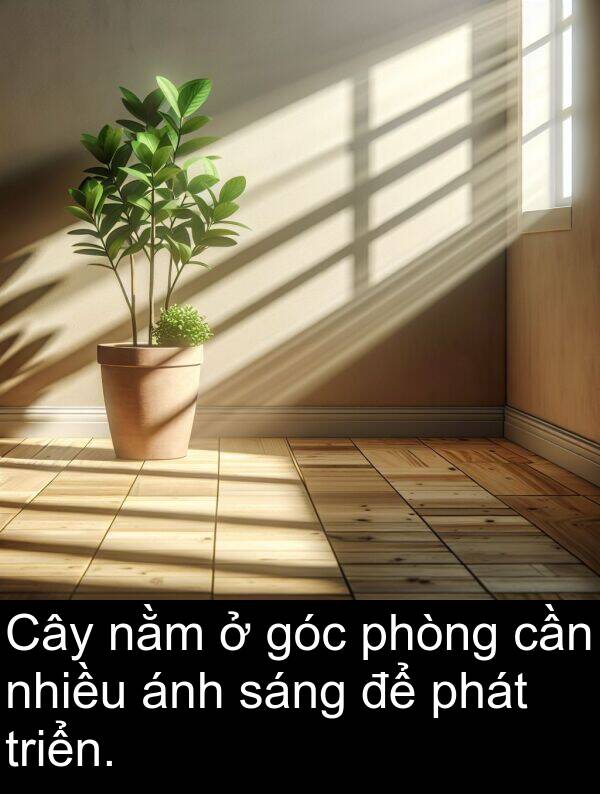 góc: Cây nằm ở góc phòng cần nhiều ánh sáng để phát triển.