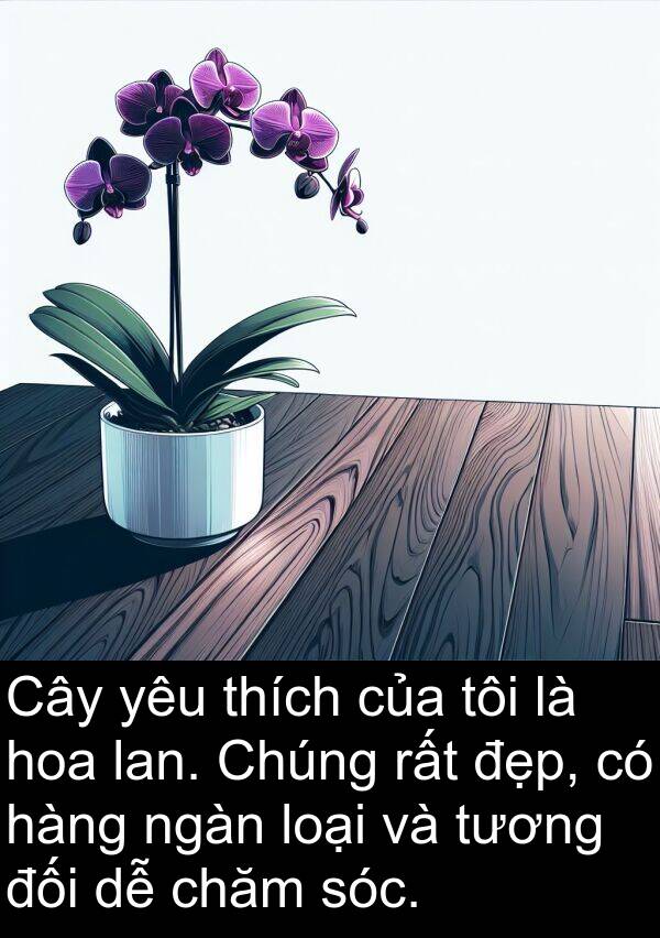 chăm: Cây yêu thích của tôi là hoa lan. Chúng rất đẹp, có hàng ngàn loại và tương đối dễ chăm sóc.