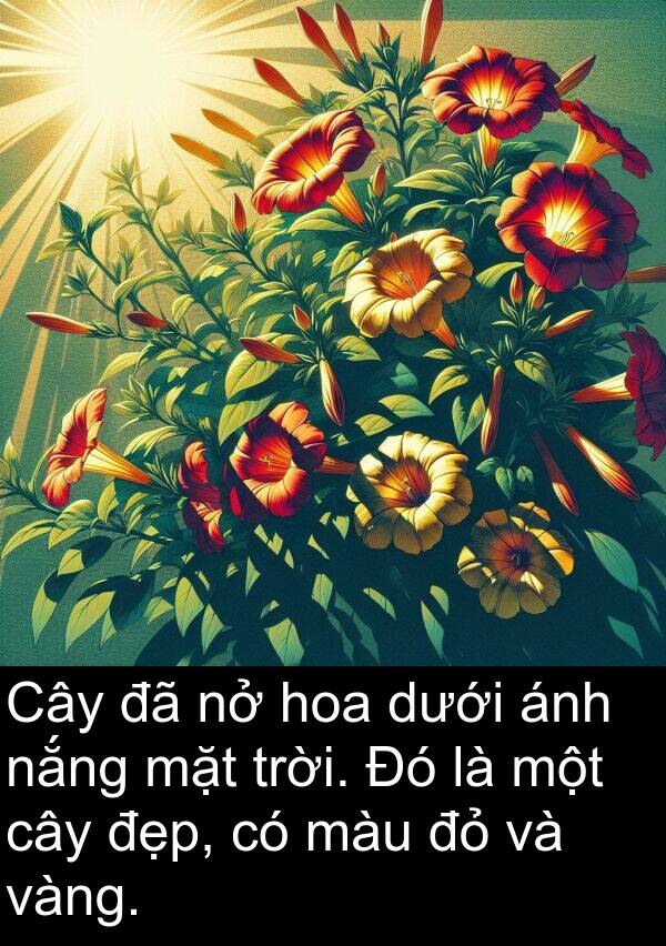 vàng: Cây đã nở hoa dưới ánh nắng mặt trời. Đó là một cây đẹp, có màu đỏ và vàng.