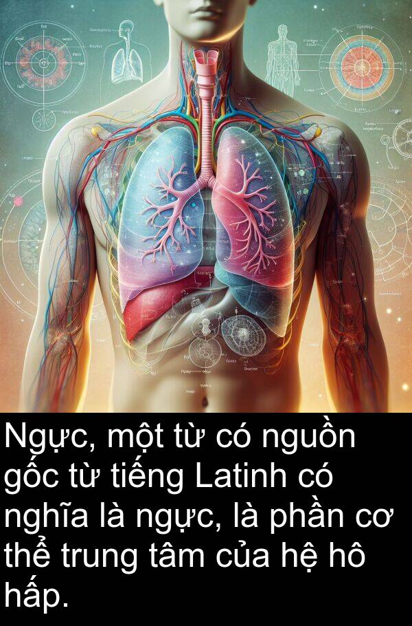 nguồn: Ngực, một từ có nguồn gốc từ tiếng Latinh có nghĩa là ngực, là phần cơ thể trung tâm của hệ hô hấp.