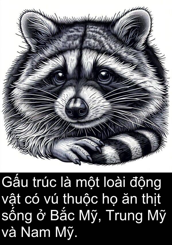 trúc: Gấu trúc là một loài động vật có vú thuộc họ ăn thịt sống ở Bắc Mỹ, Trung Mỹ và Nam Mỹ.