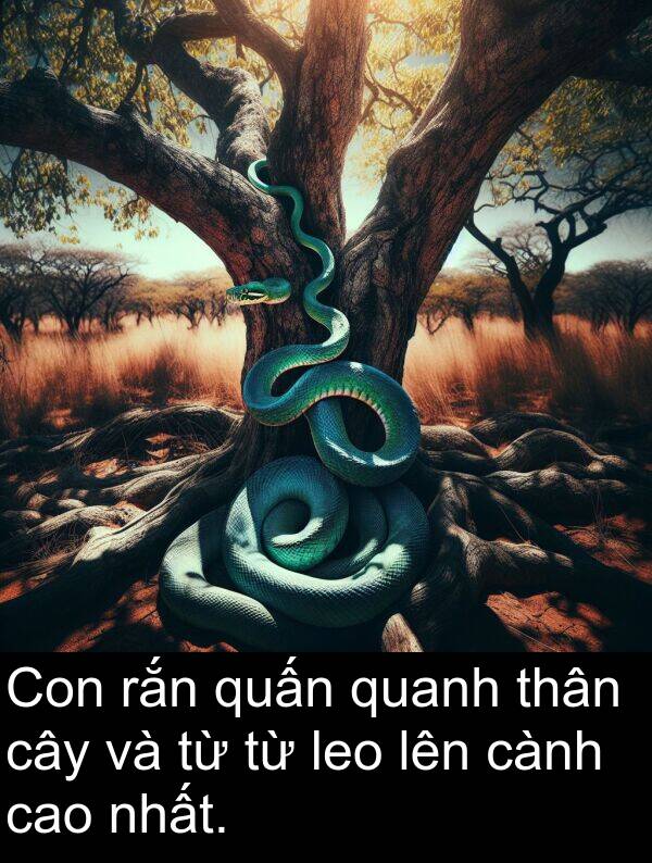 quấn: Con rắn quấn quanh thân cây và từ từ leo lên cành cao nhất.