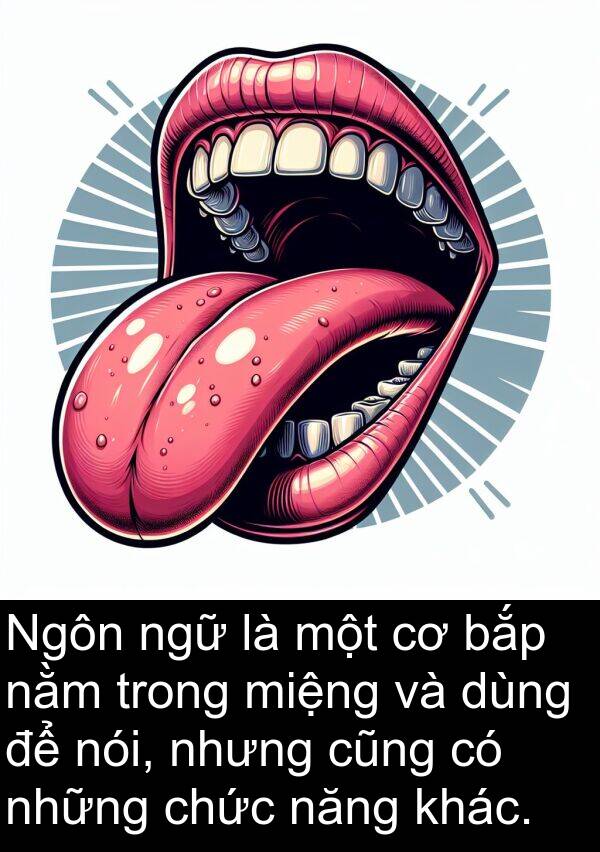bắp: Ngôn ngữ là một cơ bắp nằm trong miệng và dùng để nói, nhưng cũng có những chức năng khác.