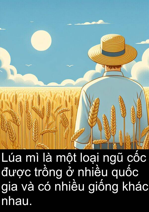giống: Lúa mì là một loại ngũ cốc được trồng ở nhiều quốc gia và có nhiều giống khác nhau.