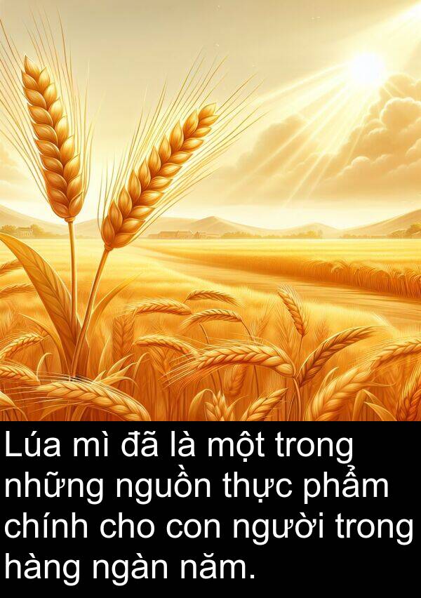 nguồn: Lúa mì đã là một trong những nguồn thực phẩm chính cho con người trong hàng ngàn năm.