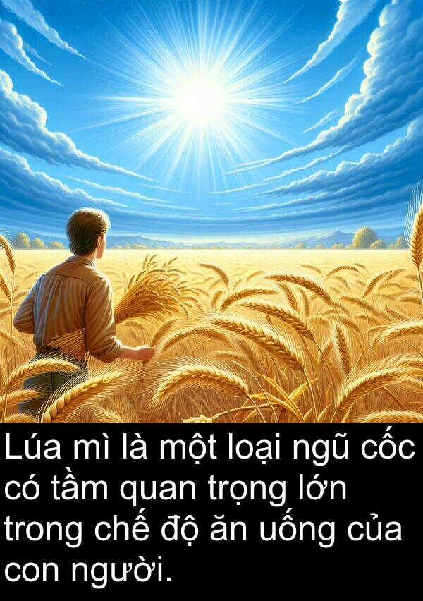chế: Lúa mì là một loại ngũ cốc có tầm quan trọng lớn trong chế độ ăn uống của con người.