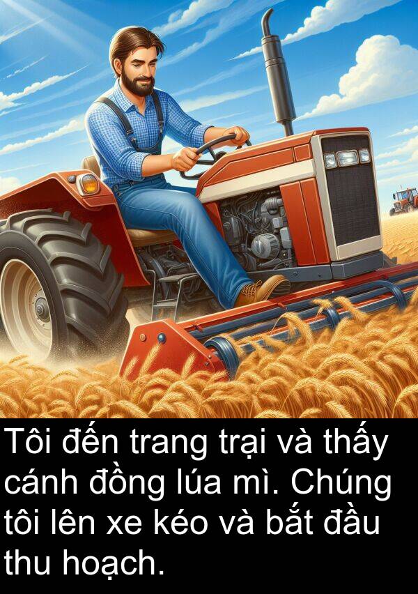 mì: Tôi đến trang trại và thấy cánh đồng lúa mì. Chúng tôi lên xe kéo và bắt đầu thu hoạch.