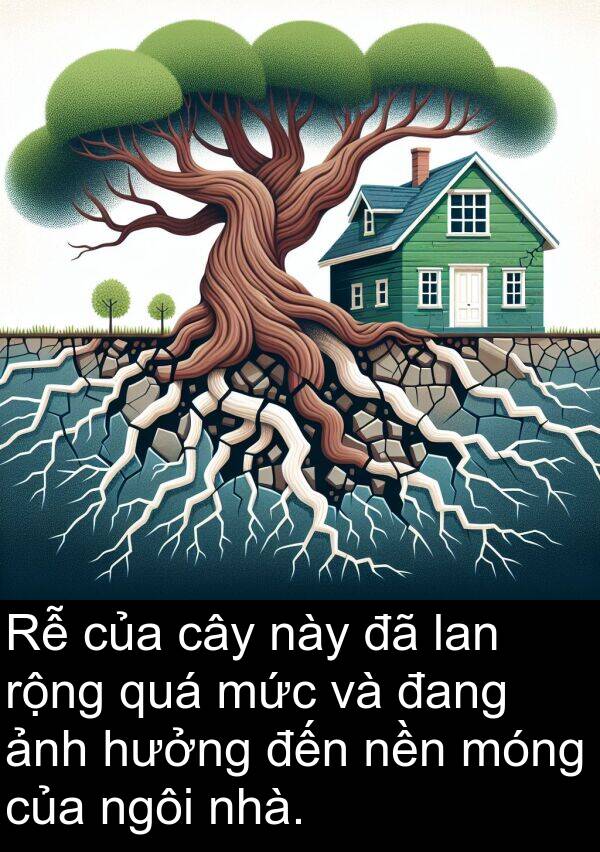 nền: Rễ của cây này đã lan rộng quá mức và đang ảnh hưởng đến nền móng của ngôi nhà.