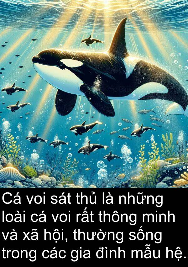 thủ: Cá voi sát thủ là những loài cá voi rất thông minh và xã hội, thường sống trong các gia đình mẫu hệ.