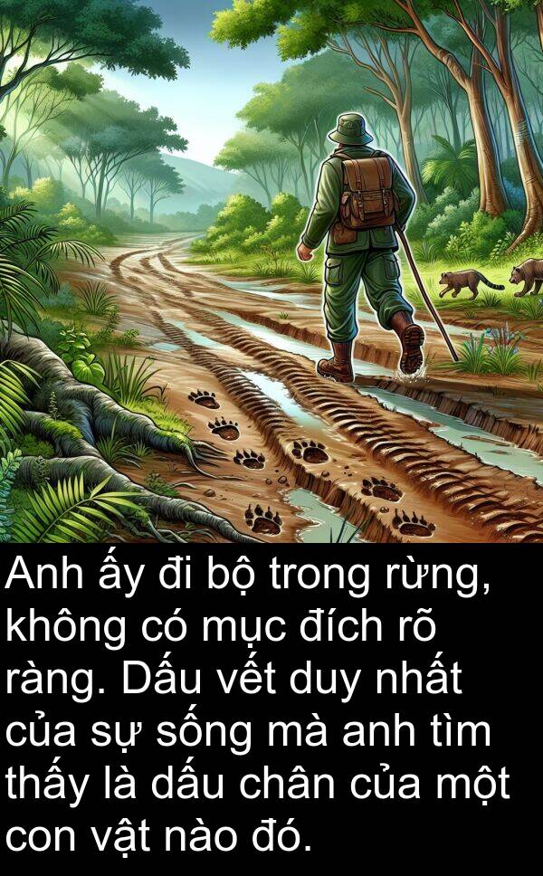 đích: Anh ấy đi bộ trong rừng, không có mục đích rõ ràng. Dấu vết duy nhất của sự sống mà anh tìm thấy là dấu chân của một con vật nào đó.