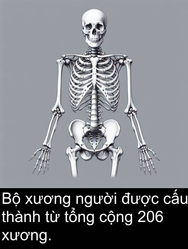 cấu: Bộ xương người được cấu thành từ tổng cộng 206 xương.