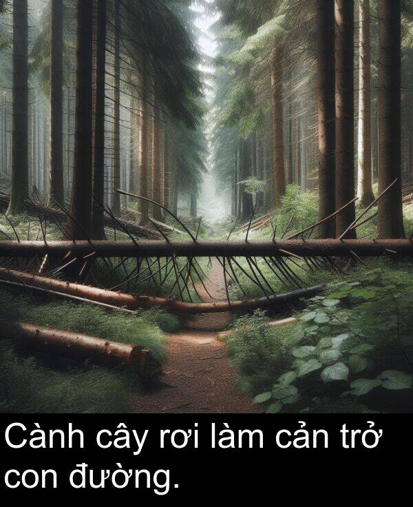 đường: Cành cây rơi làm cản trở con đường.