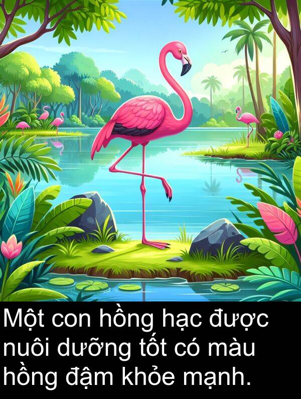 đậm: Một con hồng hạc được nuôi dưỡng tốt có màu hồng đậm khỏe mạnh.