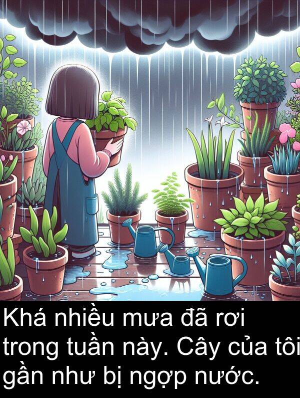 mưa: Khá nhiều mưa đã rơi trong tuần này. Cây của tôi gần như bị ngợp nước.