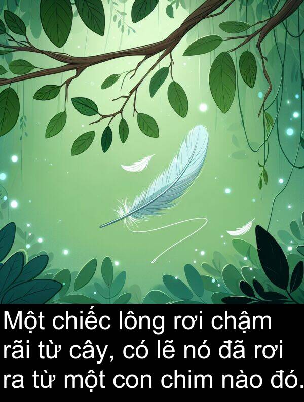 rãi: Một chiếc lông rơi chậm rãi từ cây, có lẽ nó đã rơi ra từ một con chim nào đó.