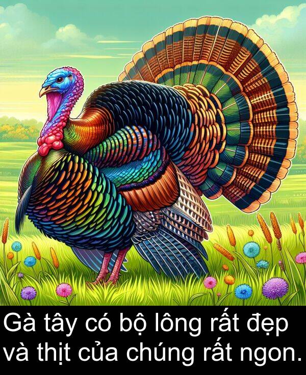 đẹp: Gà tây có bộ lông rất đẹp và thịt của chúng rất ngon.