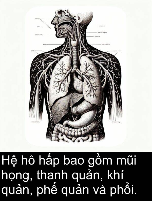 quản: Hệ hô hấp bao gồm mũi họng, thanh quản, khí quản, phế quản và phổi.