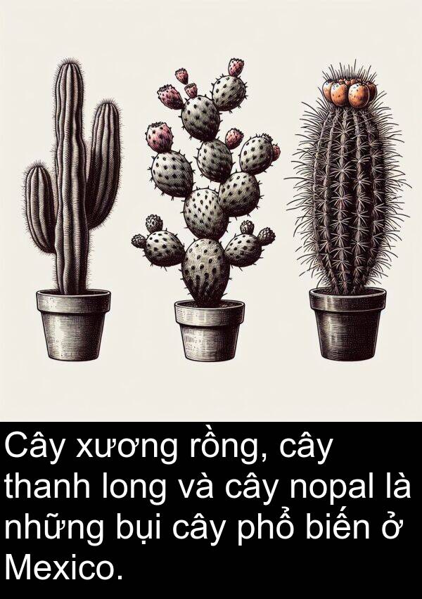 long: Cây xương rồng, cây thanh long và cây nopal là những bụi cây phổ biến ở Mexico.