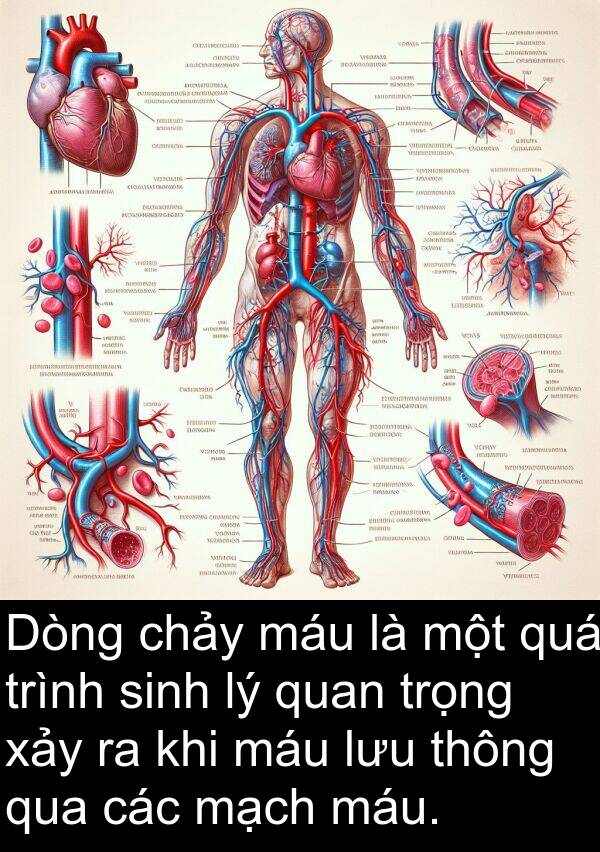 lưu: Dòng chảy máu là một quá trình sinh lý quan trọng xảy ra khi máu lưu thông qua các mạch máu.