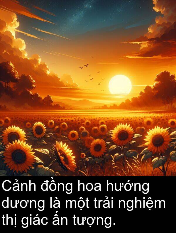 nghiệm: Cảnh đồng hoa hướng dương là một trải nghiệm thị giác ấn tượng.