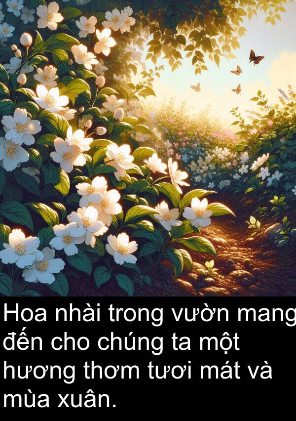 nhài: Hoa nhài trong vườn mang đến cho chúng ta một hương thơm tươi mát và mùa xuân.