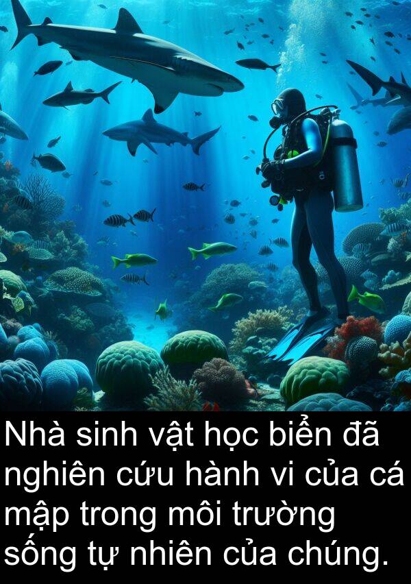 mập: Nhà sinh vật học biển đã nghiên cứu hành vi của cá mập trong môi trường sống tự nhiên của chúng.