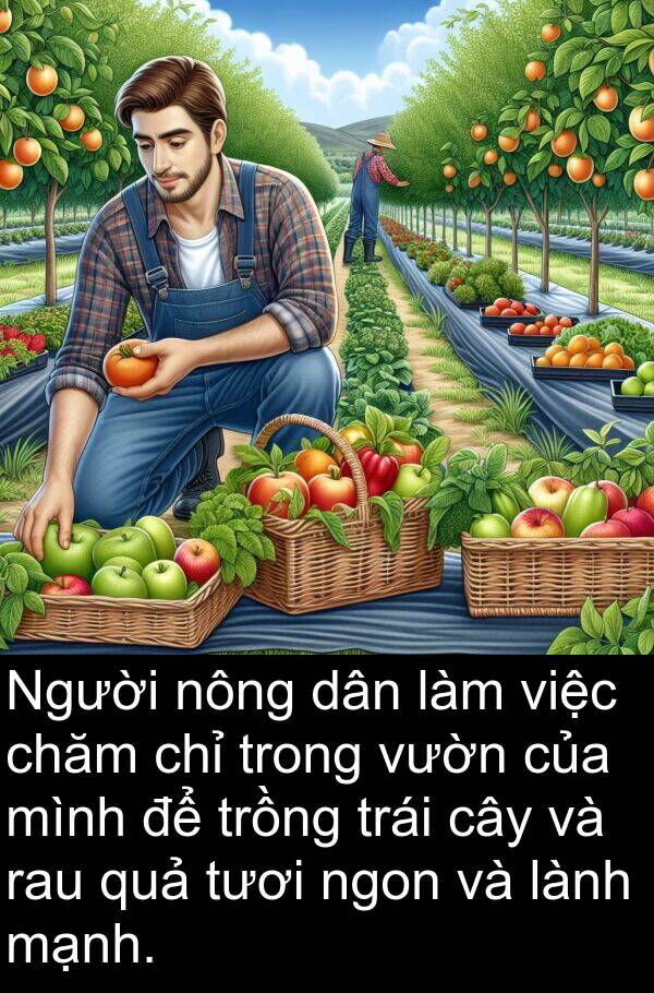 rau: Người nông dân làm việc chăm chỉ trong vườn của mình để trồng trái cây và rau quả tươi ngon và lành mạnh.