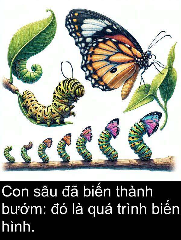 biến: Con sâu đã biến thành bướm: đó là quá trình biến hình.