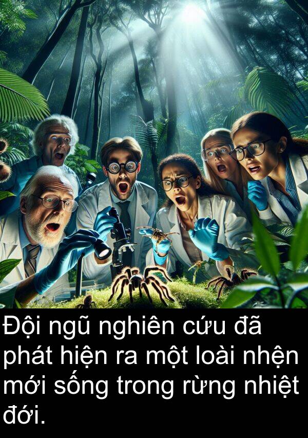 nghiên: Đội ngũ nghiên cứu đã phát hiện ra một loài nhện mới sống trong rừng nhiệt đới.