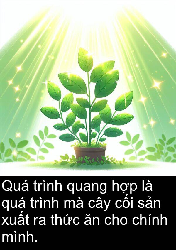 chính: Quá trình quang hợp là quá trình mà cây cối sản xuất ra thức ăn cho chính mình.
