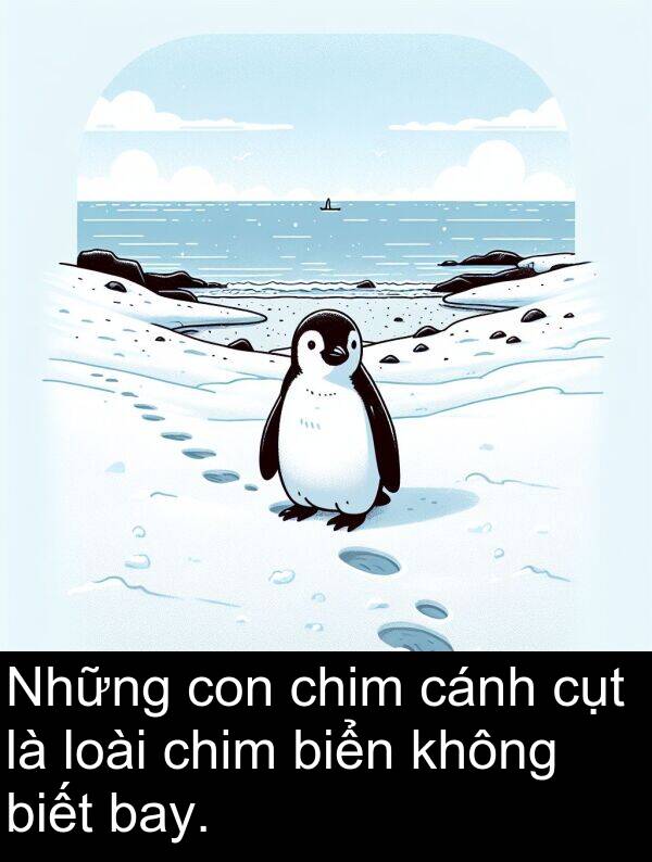 cụt: Những con chim cánh cụt là loài chim biển không biết bay.