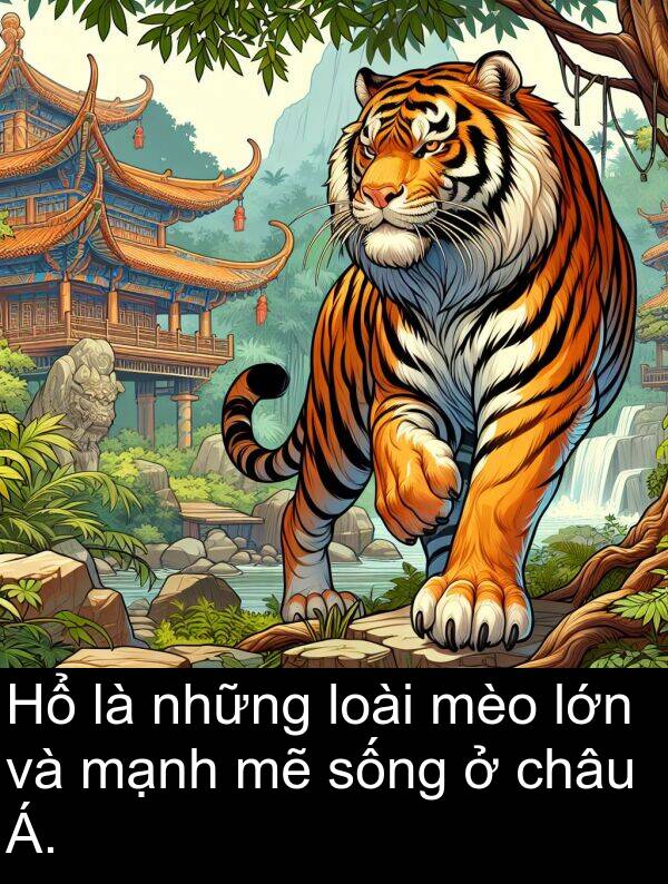 sống: Hổ là những loài mèo lớn và mạnh mẽ sống ở châu Á.
