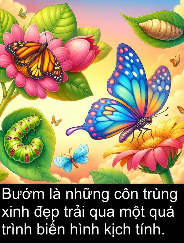 côn: Bướm là những côn trùng xinh đẹp trải qua một quá trình biến hình kịch tính.