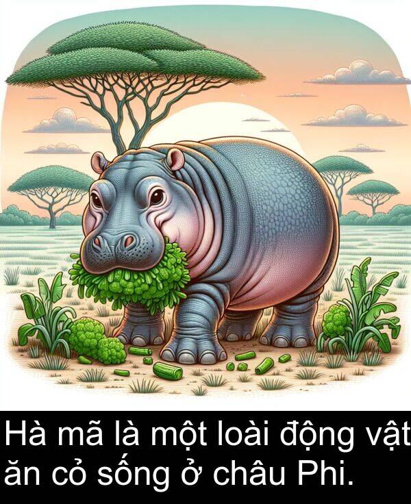 sống: Hà mã là một loài động vật ăn cỏ sống ở châu Phi.