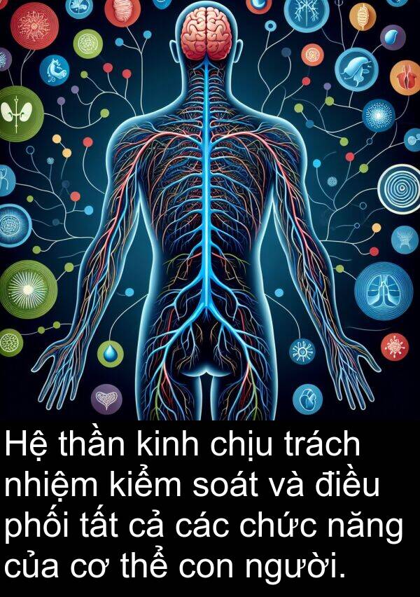 soát: Hệ thần kinh chịu trách nhiệm kiểm soát và điều phối tất cả các chức năng của cơ thể con người.