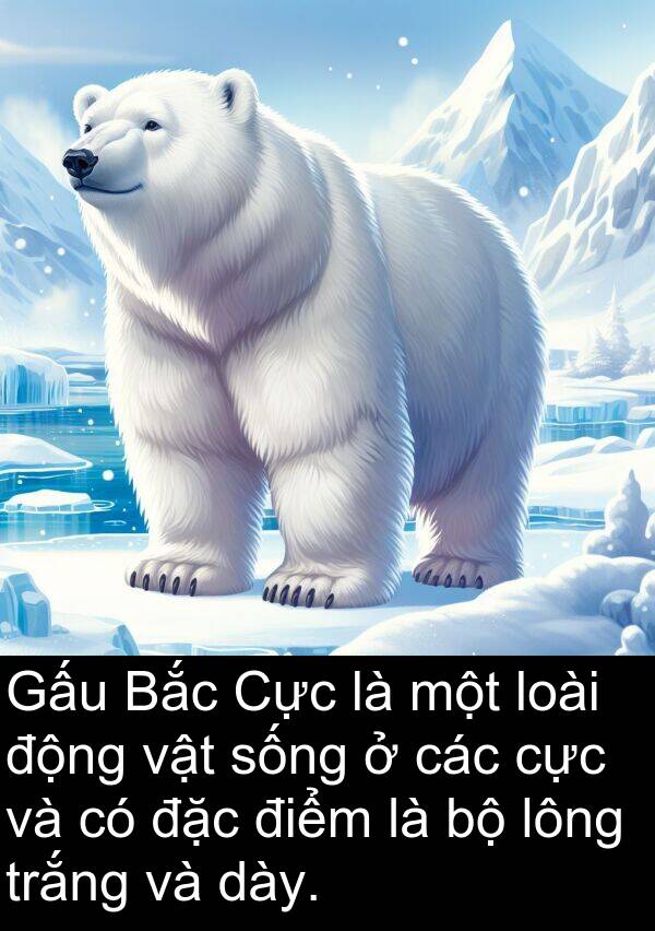 điểm: Gấu Bắc Cực là một loài động vật sống ở các cực và có đặc điểm là bộ lông trắng và dày.